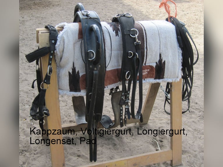 Más ponis/caballos pequeños Mestizo Caballo castrado 8 años 150 cm Pío in Angerm&#xFC;nde