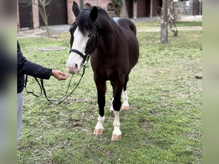 Más ponis/caballos pequeños Caballo castrado 8 años 153 cm Castaño in Békéscsaba
