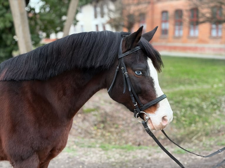Más ponis/caballos pequeños Caballo castrado 8 años 153 cm Castaño in Békéscsaba