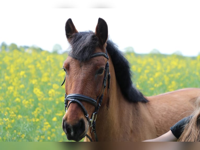 Más ponis/caballos pequeños Caballo castrado 8 años 153 cm Castaño in Ahrensfelde