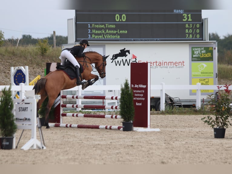 Más ponis/caballos pequeños Mestizo Caballo castrado 8 años 160 cm Castaño claro in Calden