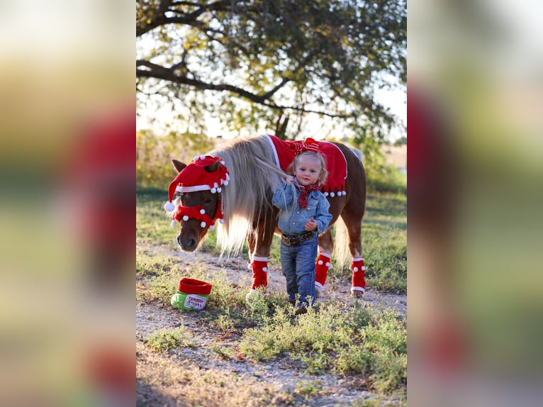 Más ponis/caballos pequeños Caballo castrado 8 años 86 cm Pío in Forney
