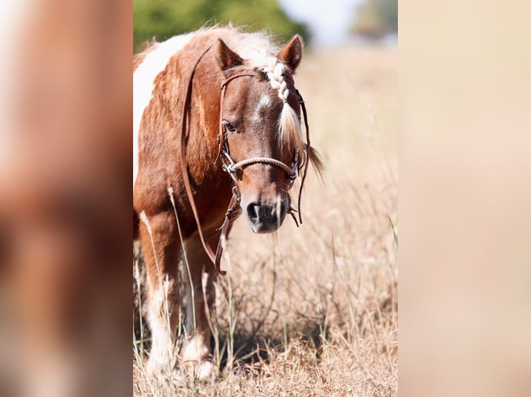 Más ponis/caballos pequeños Caballo castrado 8 años 86 cm Pío in Forney
