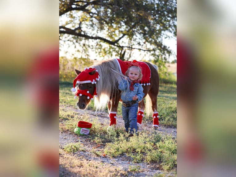 Más ponis/caballos pequeños Caballo castrado 8 años 86 cm Pío in Forney