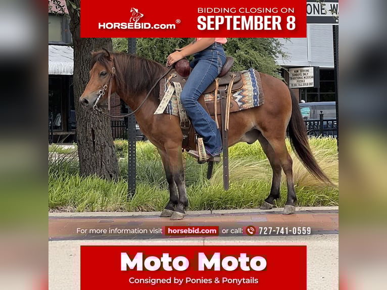 Más ponis/caballos pequeños Caballo castrado 8 años 97 cm Castaño rojizo in Cleburne