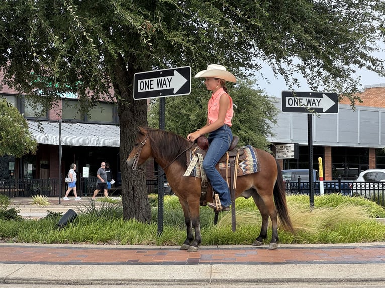 Más ponis/caballos pequeños Caballo castrado 8 años 97 cm Castaño rojizo in Cleburne