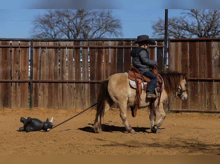 Más ponis/caballos pequeños Caballo castrado 8 años 98 cm Buckskin/Bayo in Joshua