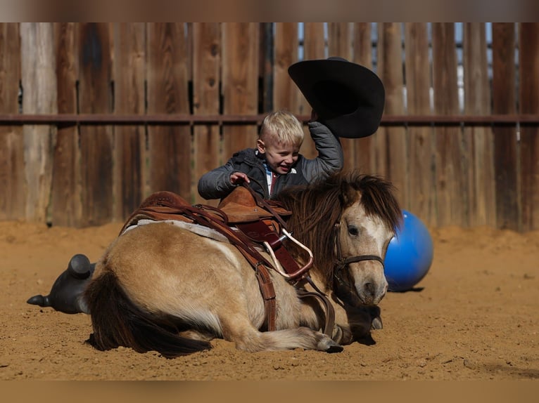 Más ponis/caballos pequeños Caballo castrado 8 años 98 cm Buckskin/Bayo in Joshua