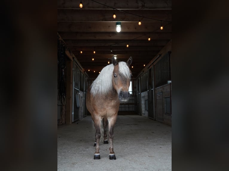 Más ponis/caballos pequeños Caballo castrado 8 años 99 cm Buckskin/Bayo in Fredericksburg