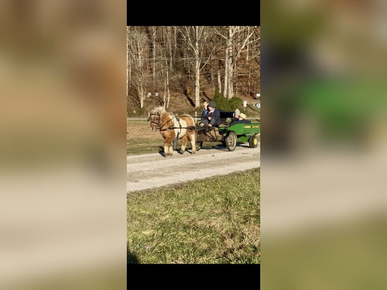 Más ponis/caballos pequeños Caballo castrado 8 años 99 cm Castaño in Paris