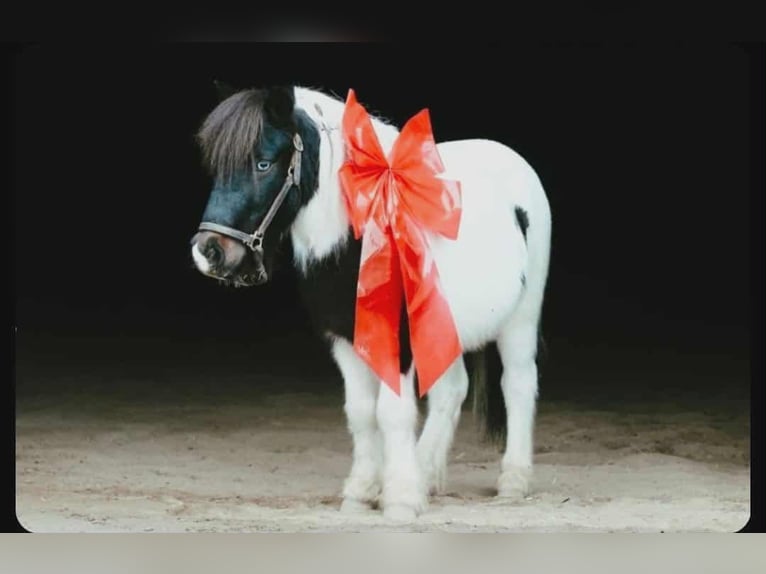 Más ponis/caballos pequeños Caballo castrado 8 años 99 cm Pío in Henderson