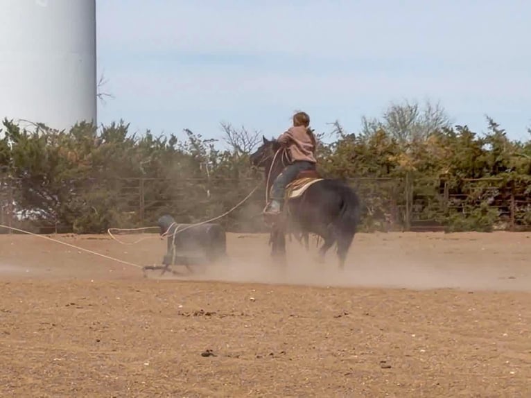 Más ponis/caballos pequeños Caballo castrado 8 años Negro in Canyon