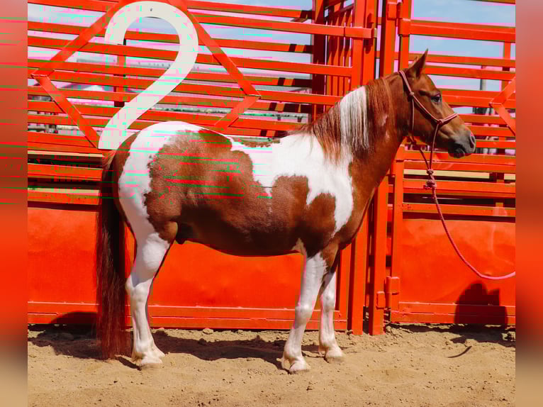 Más ponis/caballos pequeños Caballo castrado 9 años 102 cm Pío in Dundee