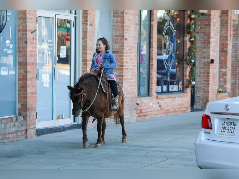 Más ponis/caballos pequeños Caballo castrado 9 años 107 cm Castaño rojizo in Forney