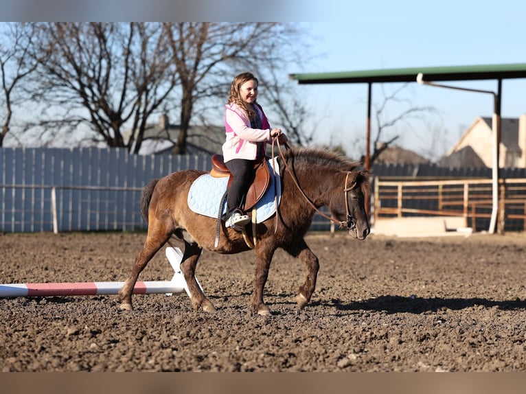 Más ponis/caballos pequeños Caballo castrado 9 años 107 cm Castaño rojizo in Forney