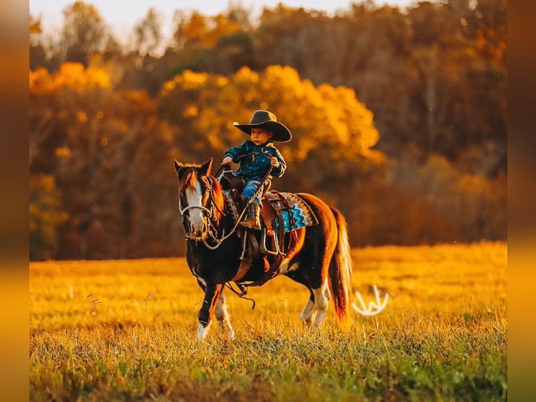 Más ponis/caballos pequeños Caballo castrado 9 años 107 cm Pío in Lyles