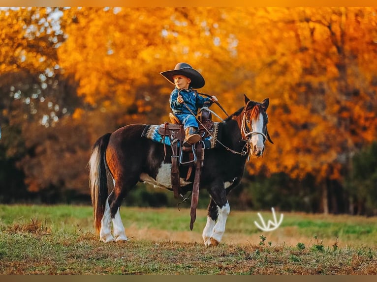 Más ponis/caballos pequeños Caballo castrado 9 años 107 cm Pío in Lyles
