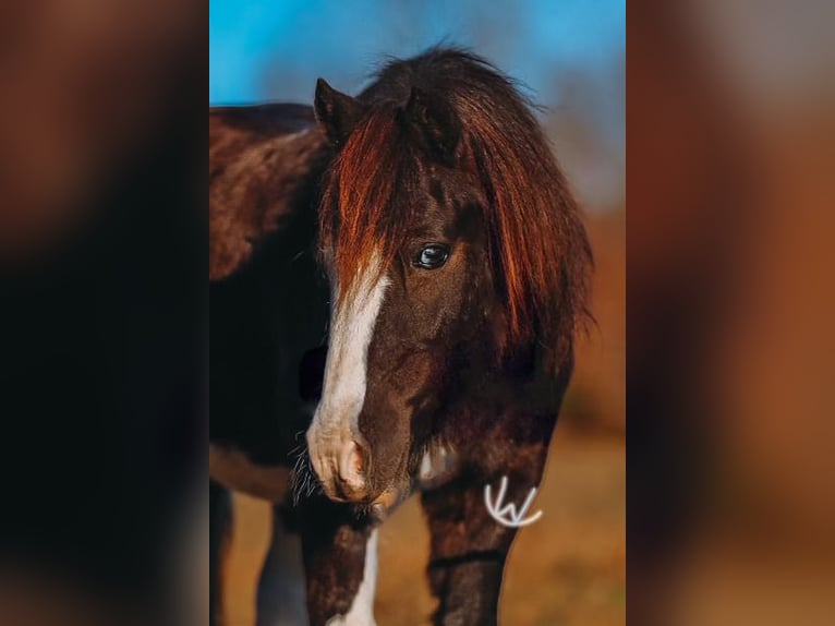 Más ponis/caballos pequeños Caballo castrado 9 años 107 cm Pío in Lyles