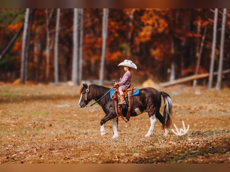 Más ponis/caballos pequeños Caballo castrado 9 años 107 cm Pío in Lyles