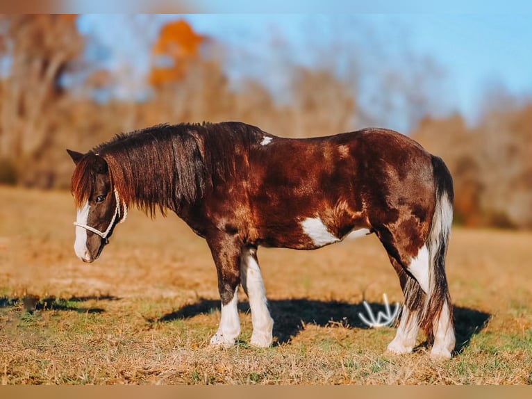 Más ponis/caballos pequeños Caballo castrado 9 años 107 cm Pío in Lyles