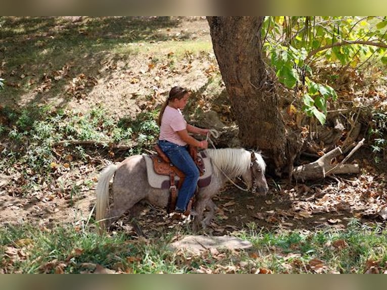 Más ponis/caballos pequeños Caballo castrado 9 años 112 cm Buckskin/Bayo in Forney