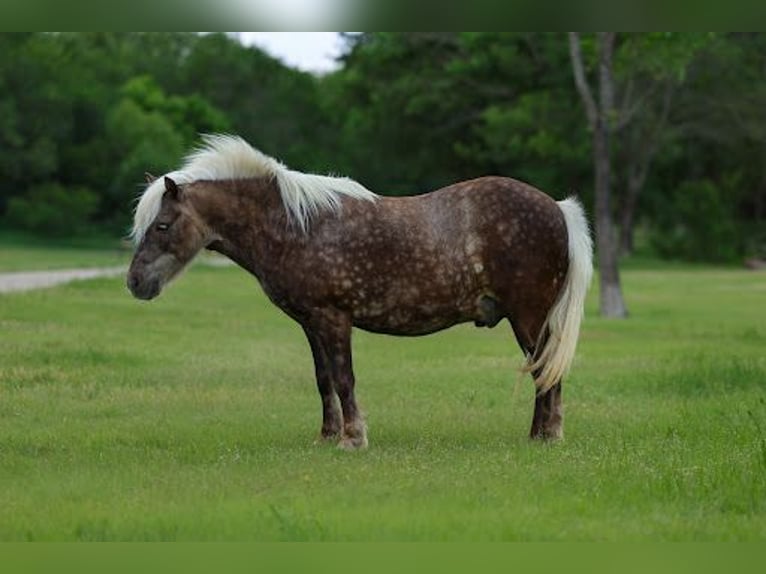 Más ponis/caballos pequeños Caballo castrado 9 años 112 cm Buckskin/Bayo in Forney