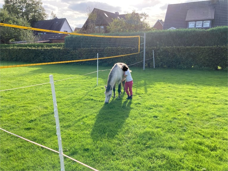 Más ponis/caballos pequeños Caballo castrado 9 años 113 cm Tordo rodado in F&#xFC;rstenauF&#xFC;rstenau