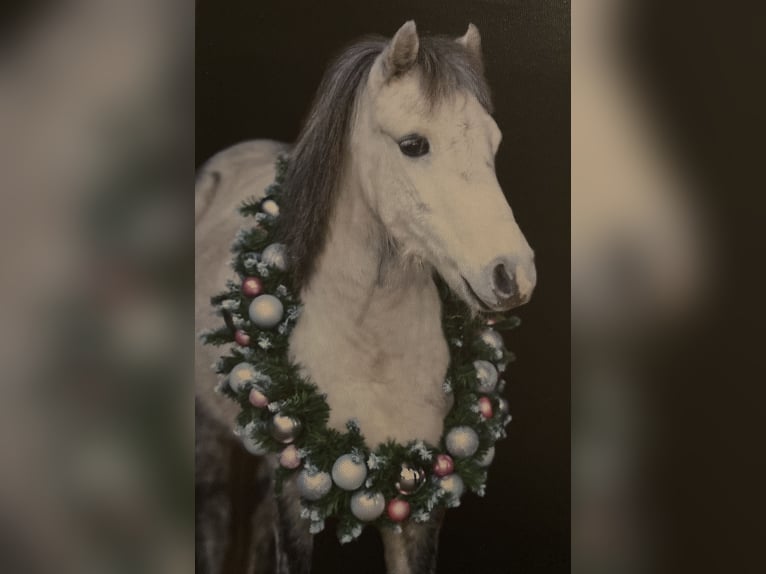 Más ponis/caballos pequeños Caballo castrado 9 años 113 cm Tordo rodado in F&#xFC;rstenauF&#xFC;rstenau