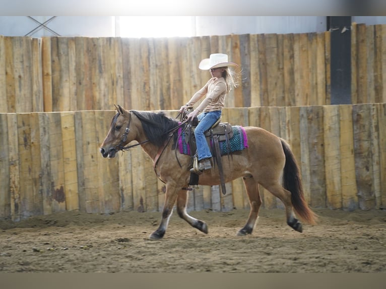 Más ponis/caballos pequeños Caballo castrado 9 años 130 cm Bayo in Corsica