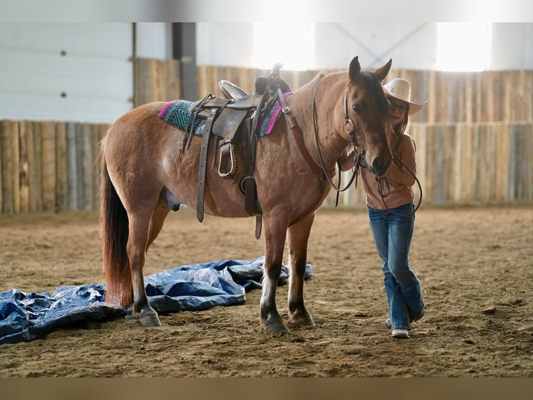 Más ponis/caballos pequeños Caballo castrado 9 años 130 cm Bayo in Corsica