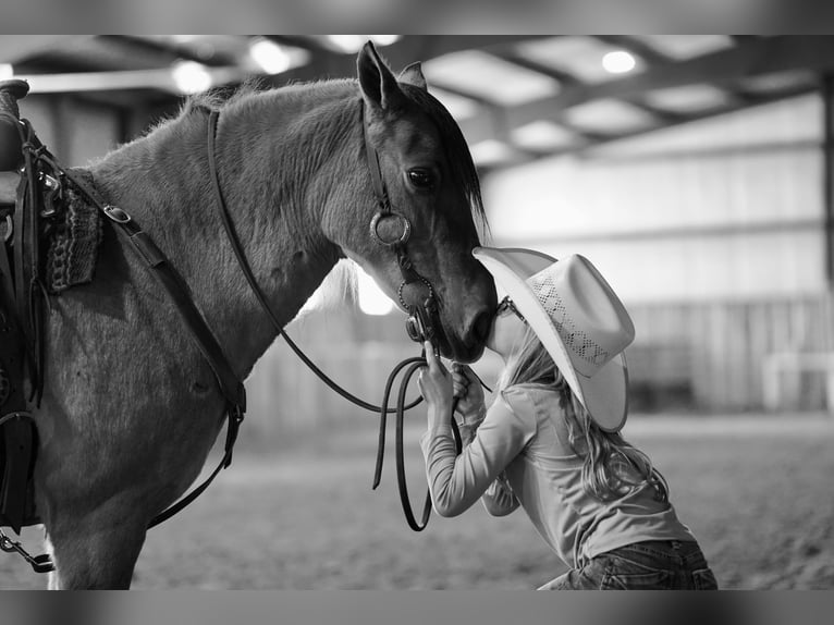 Más ponis/caballos pequeños Caballo castrado 9 años 130 cm Bayo in Corsica