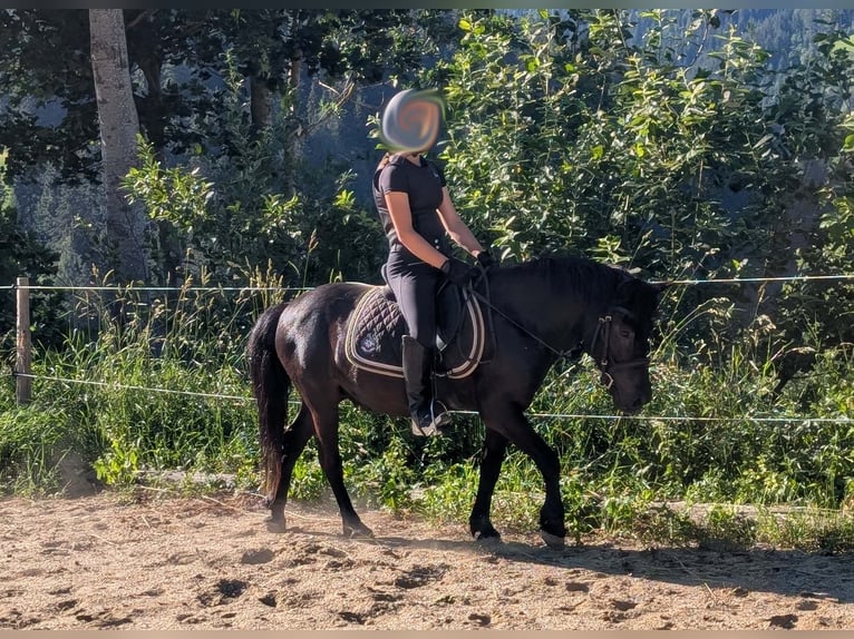 Más ponis/caballos pequeños Caballo castrado 9 años 130 cm Negro in Sankt Kathrein am Offenegg I.Viertel