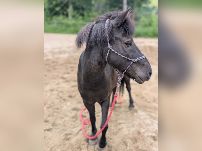 Más ponis/caballos pequeños Caballo castrado 9 años 130 cm Negro in Sankt Kathrein am Offenegg I.Viertel