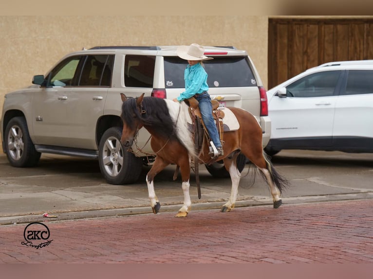 Más ponis/caballos pequeños Caballo castrado 9 años 132 cm Pío in Canyon