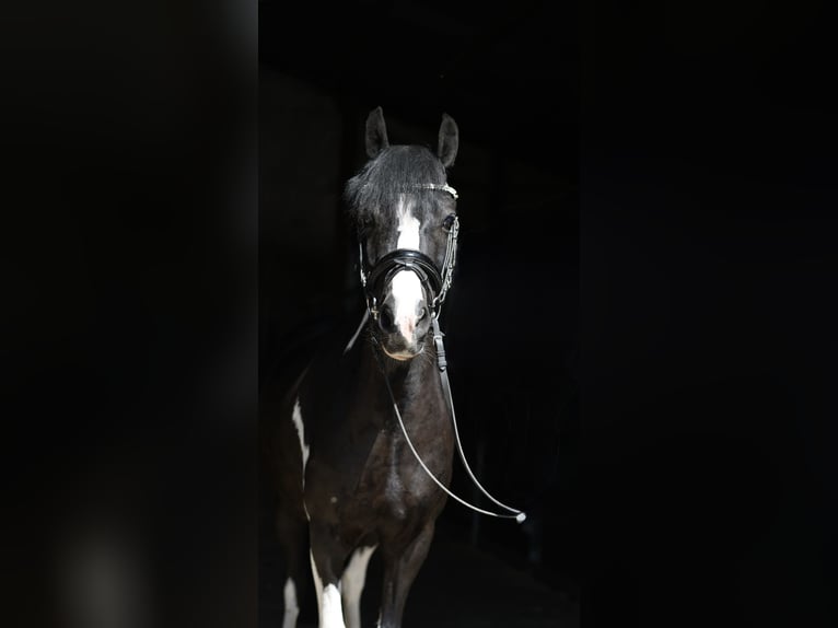 Más ponis/caballos pequeños Caballo castrado 9 años 135 cm Pío in Geilenkirchen
