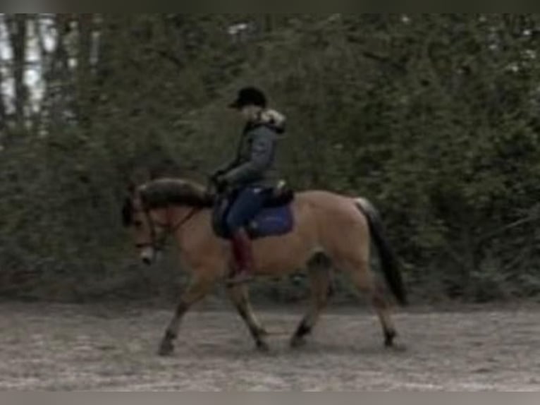 Más ponis/caballos pequeños Caballo castrado 9 años 137 cm Bayo in Sensenbach