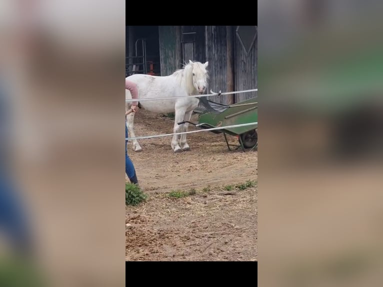 Más ponis/caballos pequeños Caballo castrado 9 años 141 cm Tordo in Emsdetten