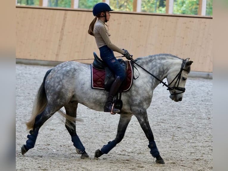 Más ponis/caballos pequeños Caballo castrado 9 años 142 cm Musgo in Seevetal
