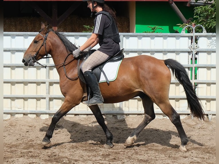 Más ponis/caballos pequeños Caballo castrado 9 años 144 cm Castaño claro in Buttstädt