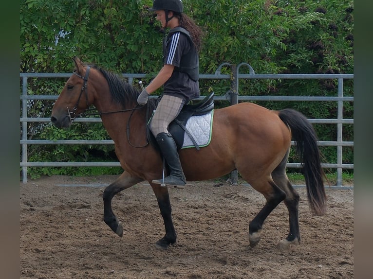 Más ponis/caballos pequeños Caballo castrado 9 años 144 cm Castaño claro in Buttstädt