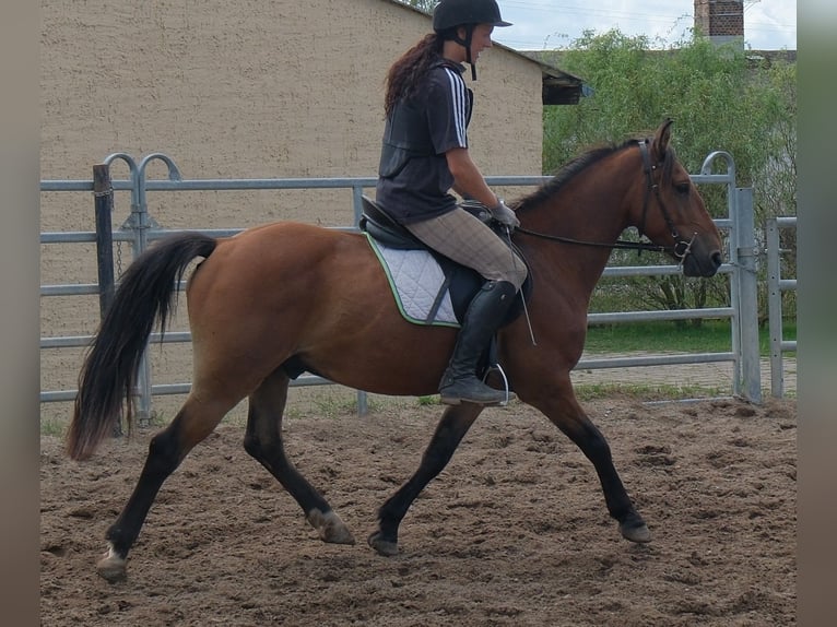 Más ponis/caballos pequeños Caballo castrado 9 años 144 cm Castaño claro in Buttstädt