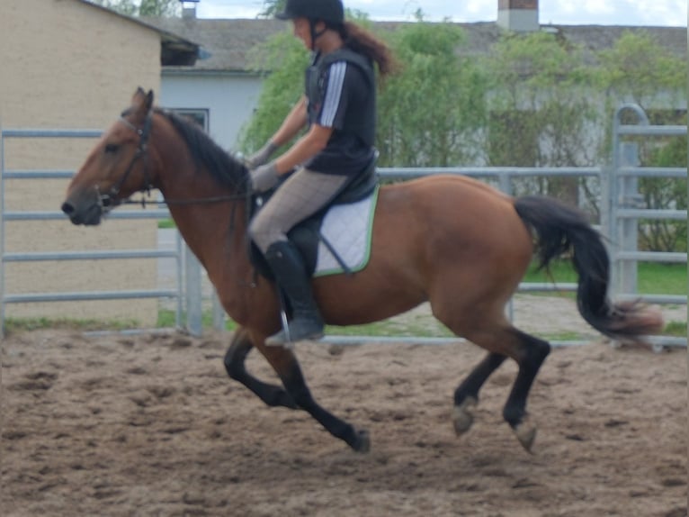 Más ponis/caballos pequeños Caballo castrado 9 años 144 cm Castaño claro in Buttstädt