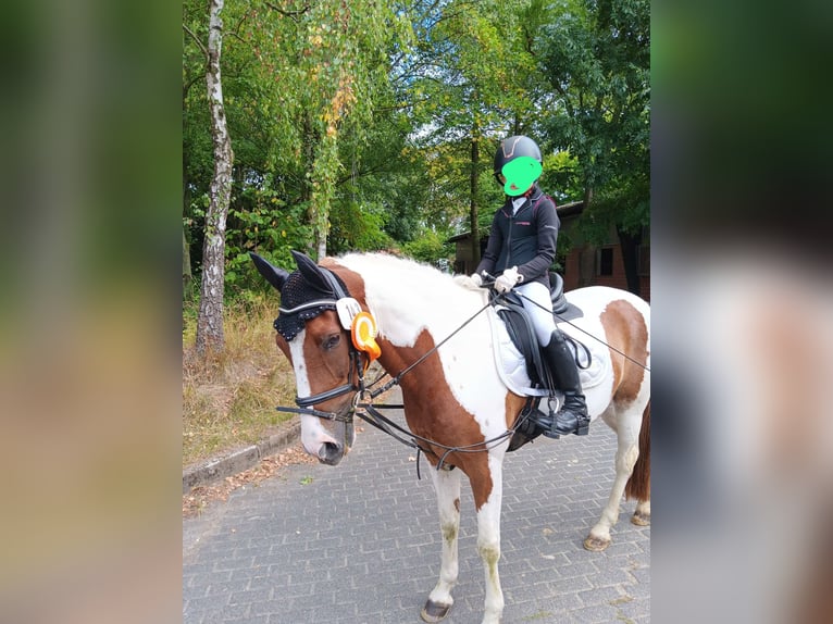Más ponis/caballos pequeños Caballo castrado 9 años 145 cm Pío in Werne