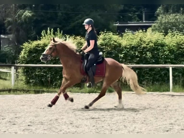 Más ponis/caballos pequeños Caballo castrado 9 años 148 cm Alazán in Neustadt (Wied)