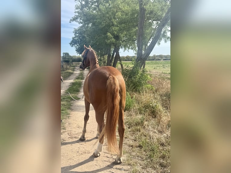 Más ponis/caballos pequeños Caballo castrado 9 años 148 cm Alazán in Weiterstadt