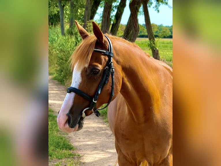 Más ponis/caballos pequeños Caballo castrado 9 años 148 cm Alazán in Weiterstadt