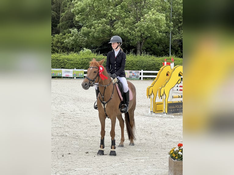 Más ponis/caballos pequeños Caballo castrado 9 años 148 cm Alazán in Kościno 1C