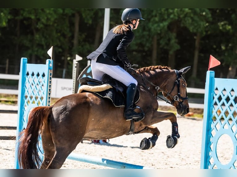 Más ponis/caballos pequeños Caballo castrado 9 años 148 cm Alazán in Kościno 1C
