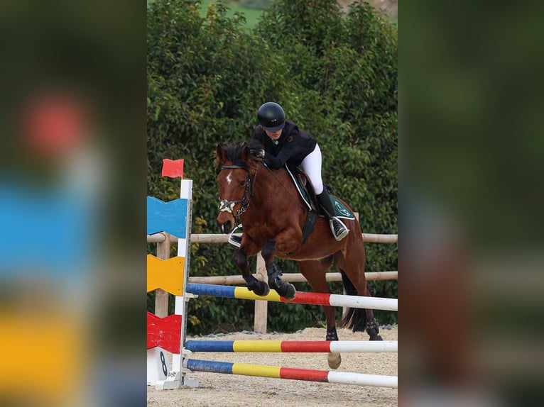 Más ponis/caballos pequeños Caballo castrado 9 años 148 cm Castaño rojizo in Cerveteri