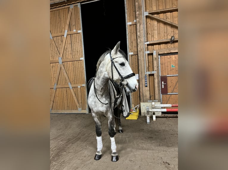 Más ponis/caballos pequeños Caballo castrado 9 años 148 cm Tordo in Norderstedt